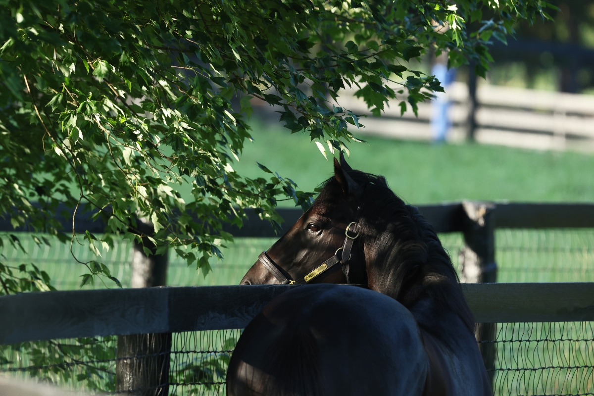 Domestic Product paddock 2
