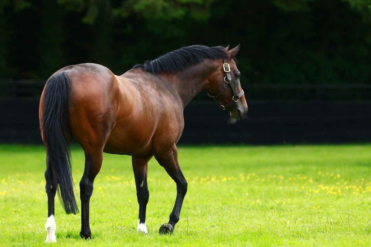 Holy Roman Emperor paddock