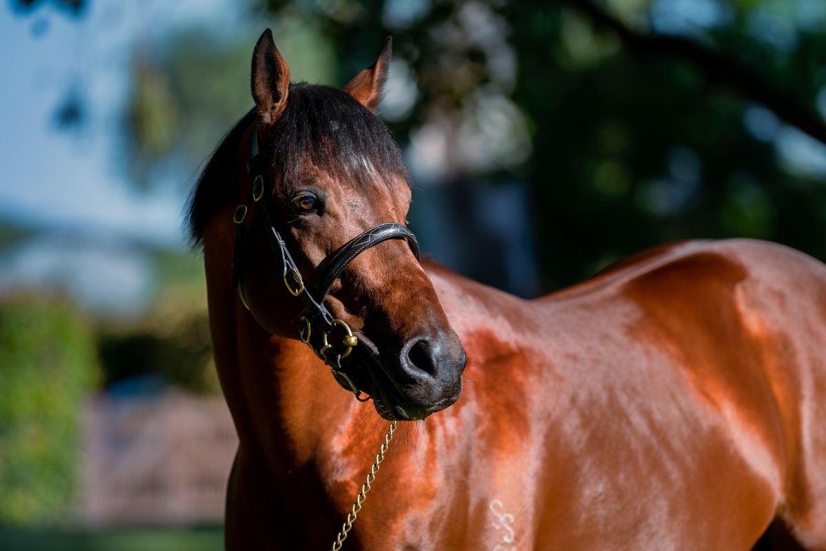 King's Legacy Head Shot 1200 x 800