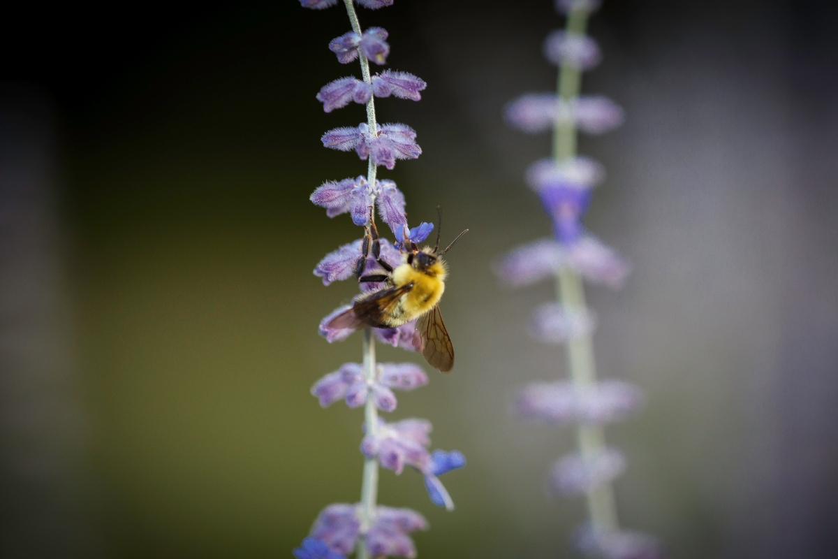 Ashford Bumblebee Gallery America