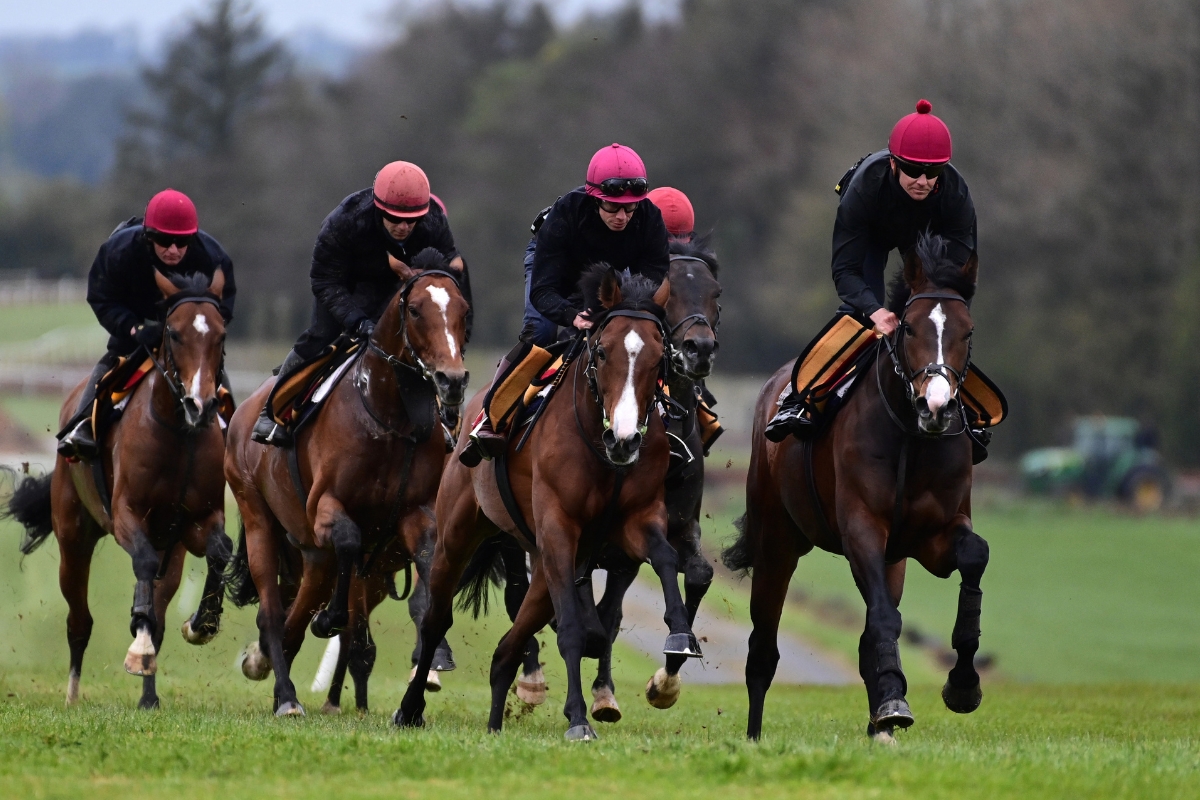 Ballydoyle Gallery 13