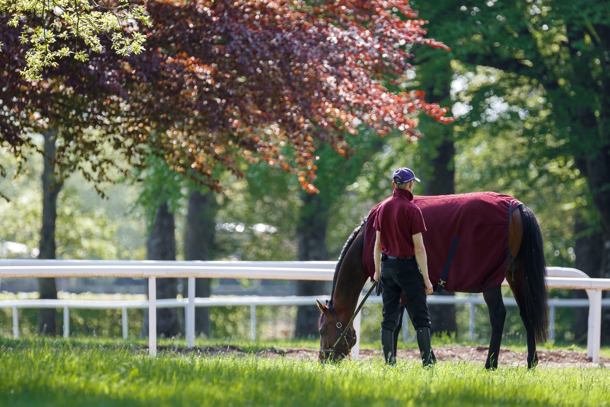 Ballydoyle Gallery 18