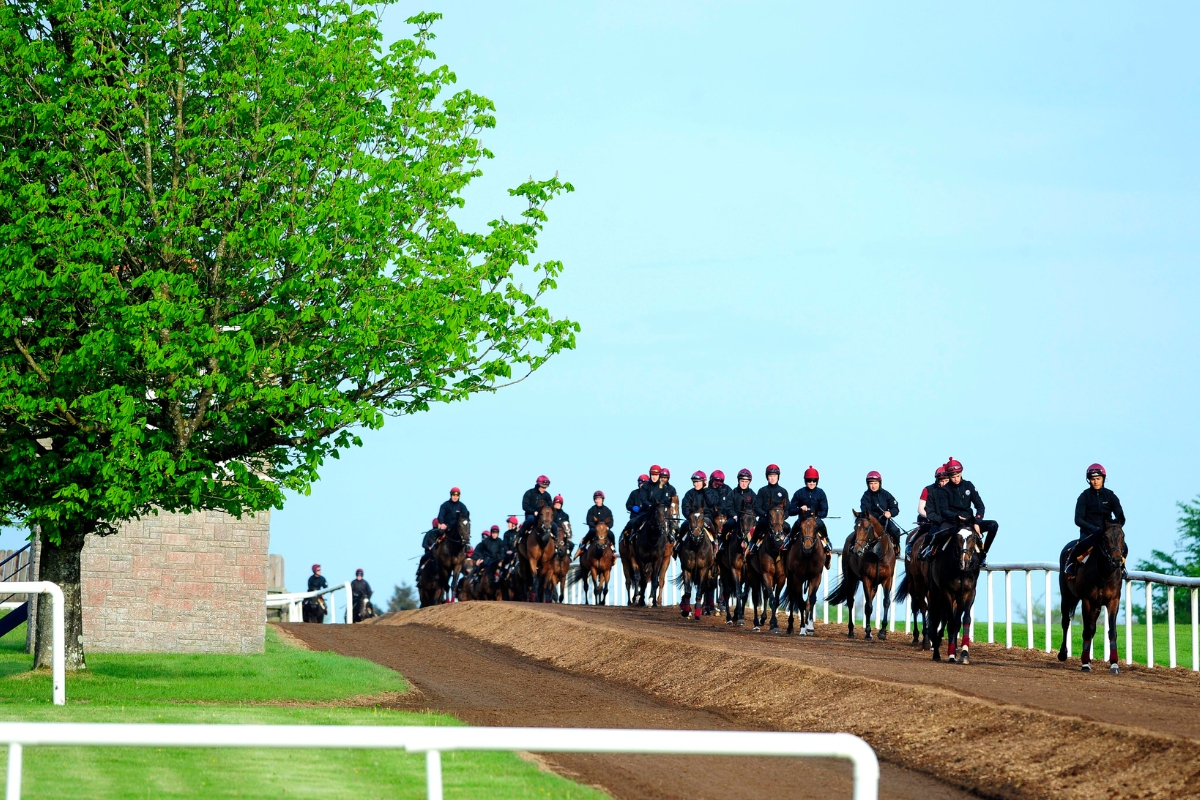 Ballydoyle Gallery 4