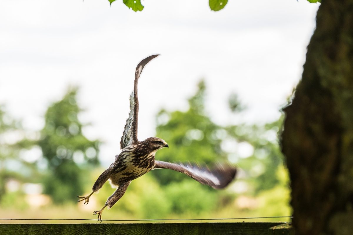 Buzzard Gallery Ireland