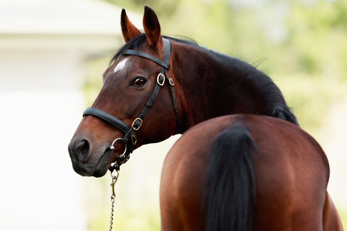 Champion National Hunt sire Mahler Gallery National Hunt