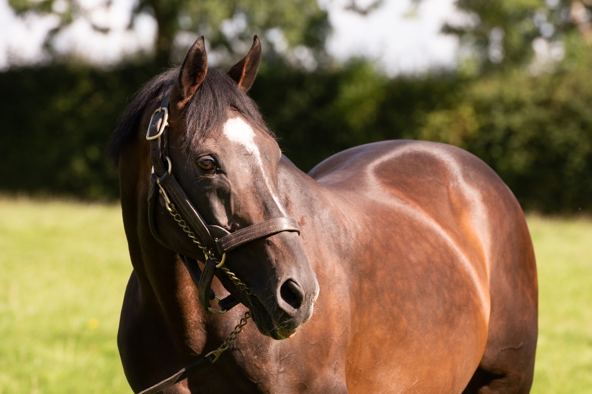 Champion Sire Milan Gallery National Hunt