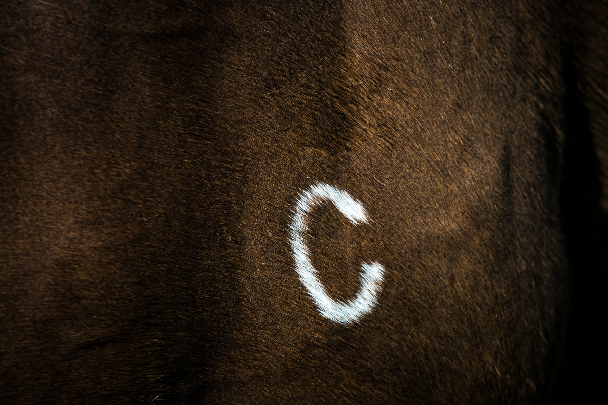 Coolmore Brand Gallery Australia