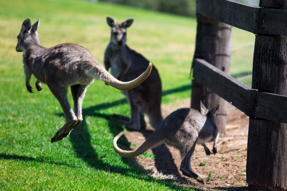 Kangaroos Gallery Australia