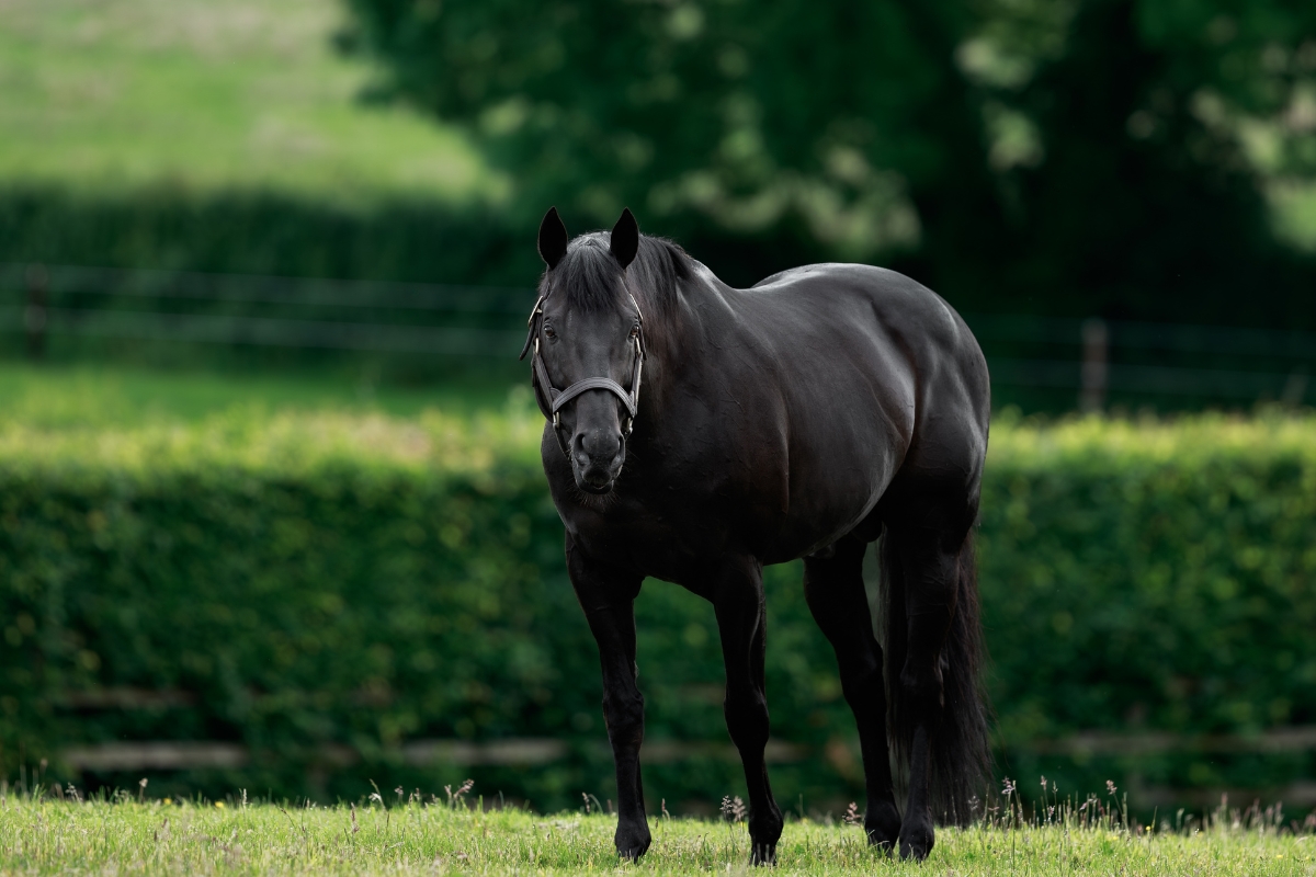 Maxios Gallery National Hunt