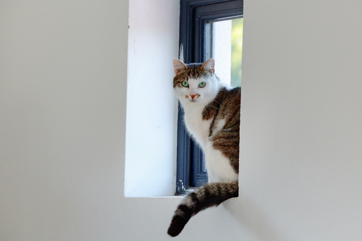 National Hunt Cat Gallery National Hunt