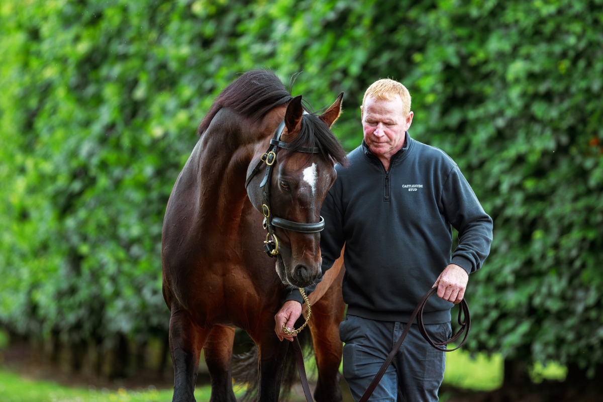 Order of St George Leading in hand