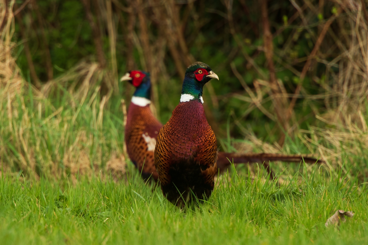Pheasants Gallery Ireland