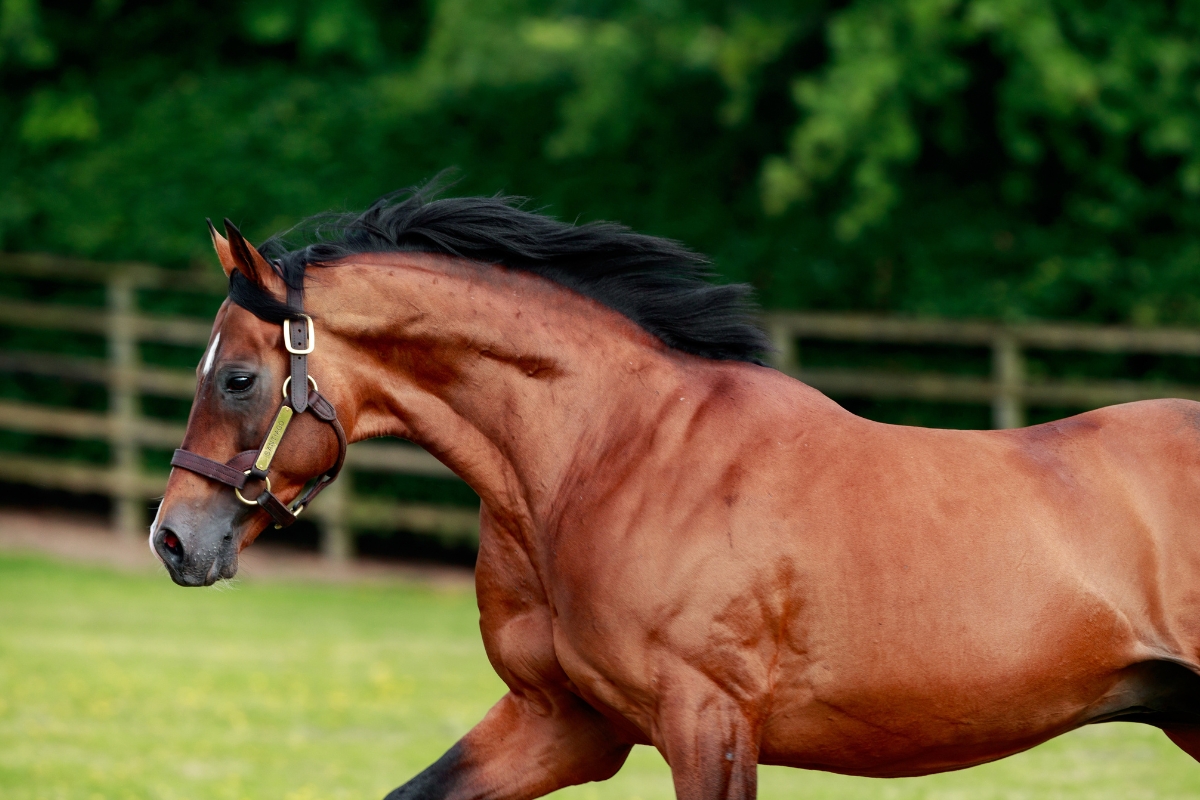 Santiago Gallery National Hunt