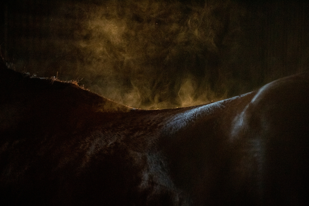 Steamy yearling Gallery Australia