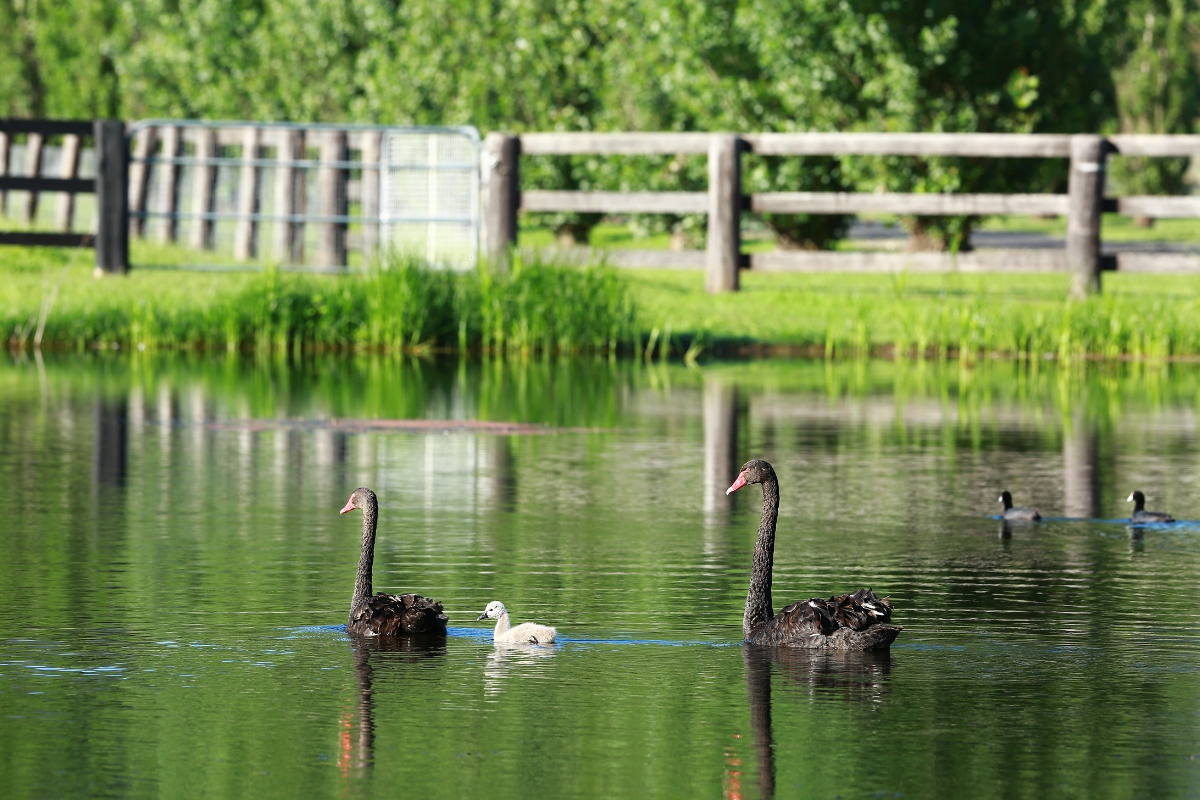 Swans Gallery Australia