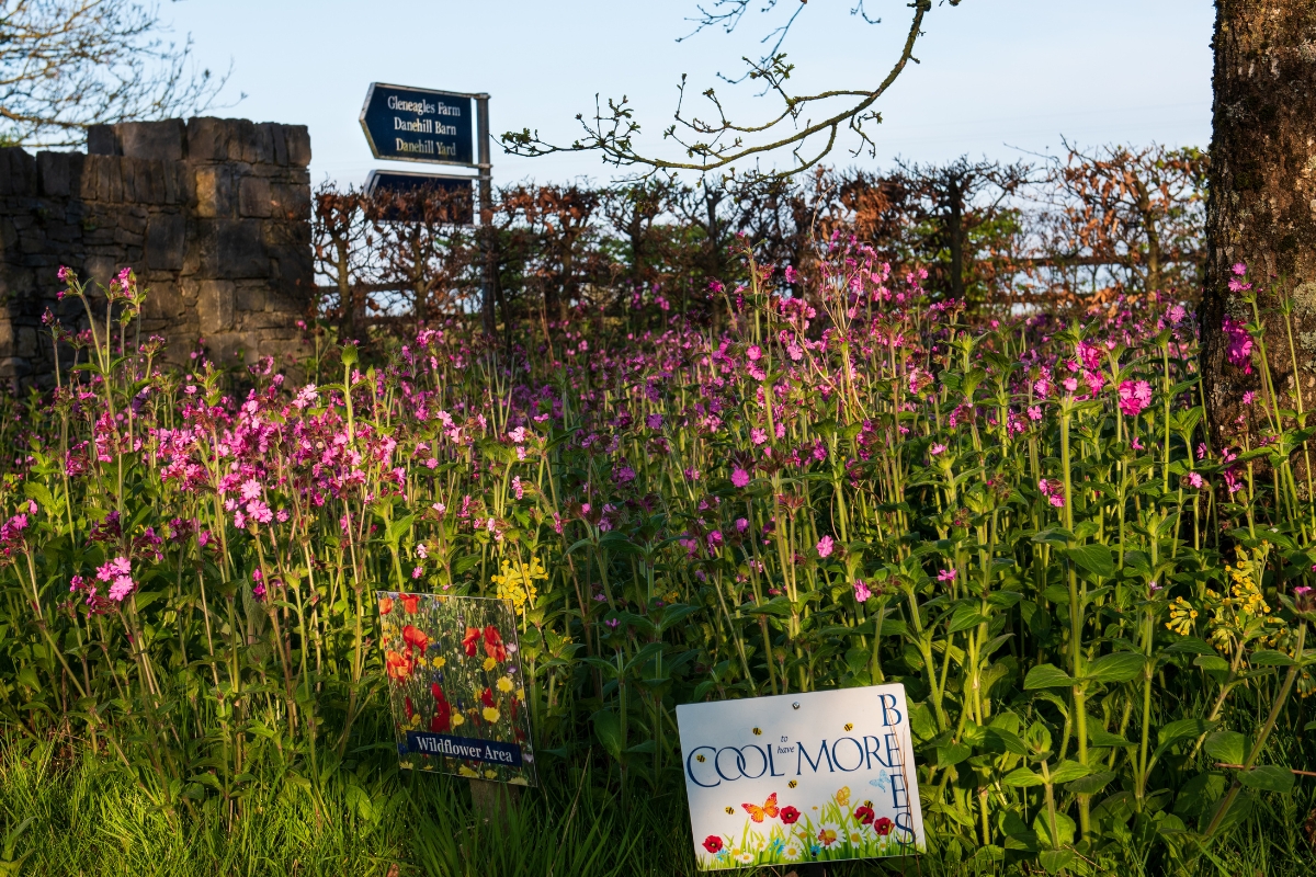 Wild Flowers and Coolmore Bees Gallery Ireland