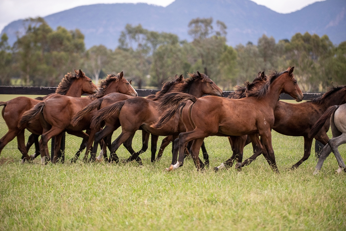 Yearlings Gallery Australia