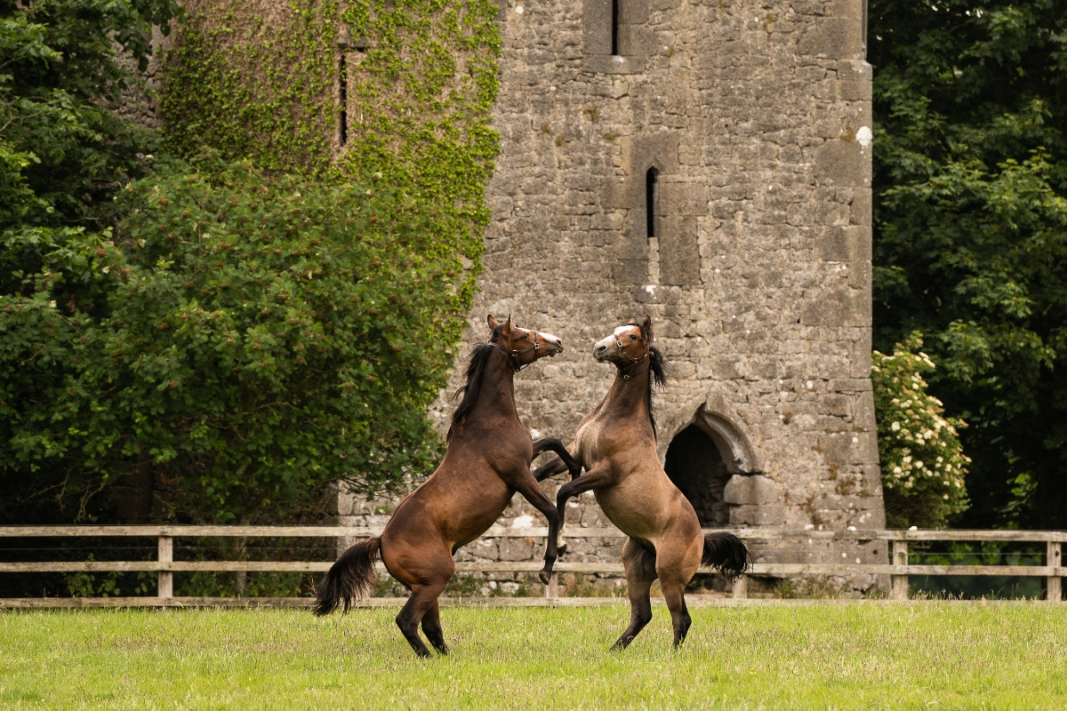 Yearlings at play Gallery Ireland