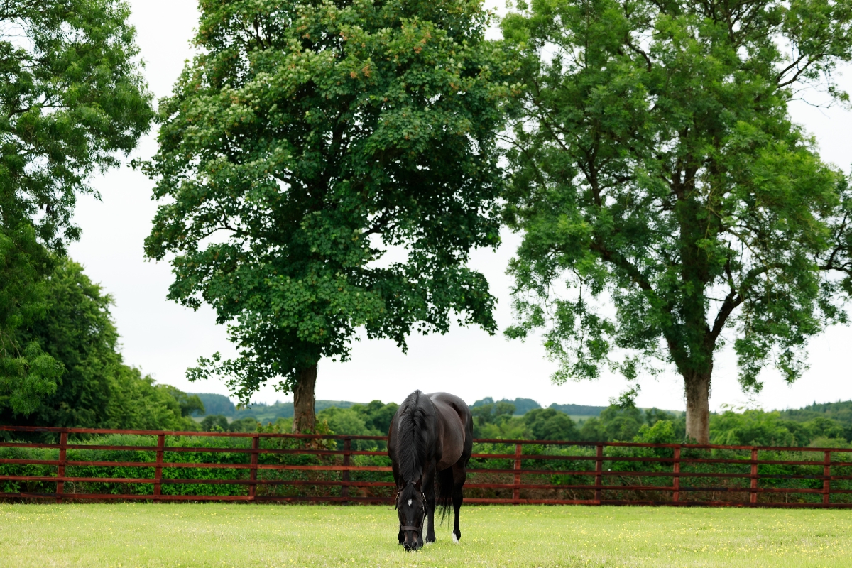 Yeats at Castlehyde Gallery National Hunt