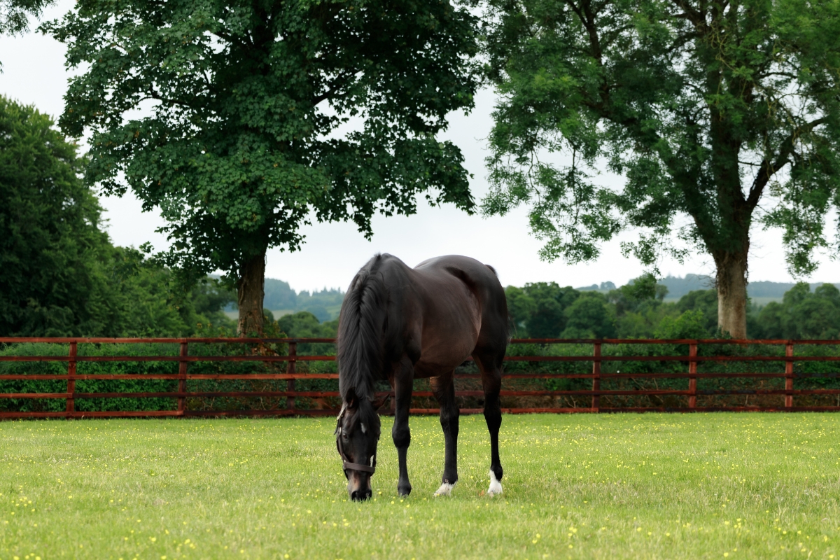 Yeats grazing 2